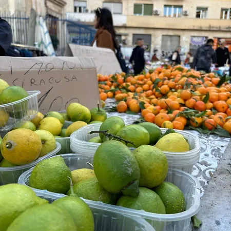 Terranera 카타니아