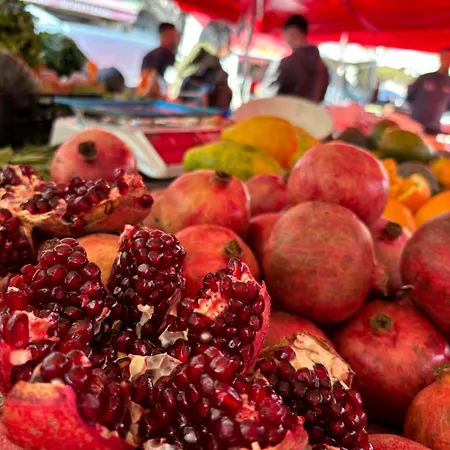 Terranera 카타니아